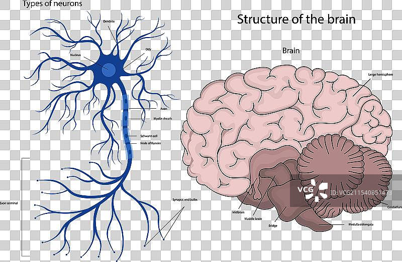 大脑中神经元的结构图片素材