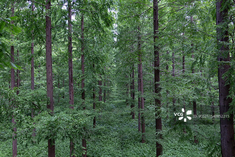 盐城黄海森林公园里的绿色树林图片素材