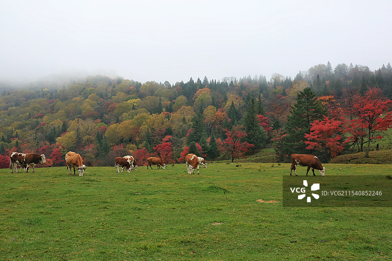 秋天的长白山溪谷牛群在山顶草原上吃草图片素材