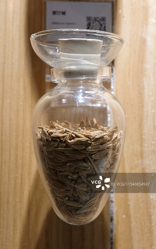 复叶槭植物标本图片素材