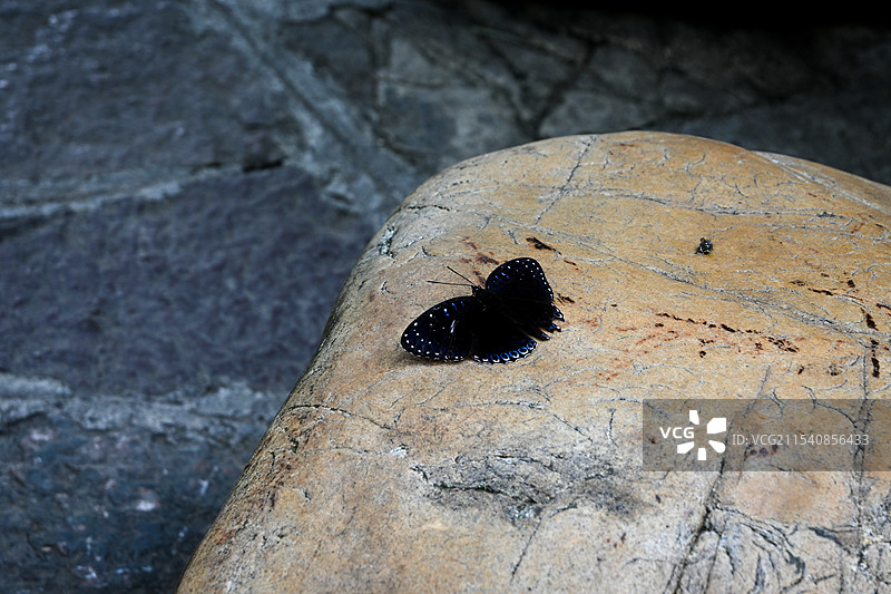 停留在石头上的黑色蝴蝶图片素材