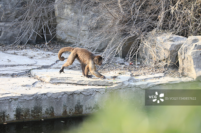 卷尾猴图片素材