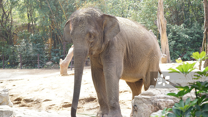 亚洲象图片素材