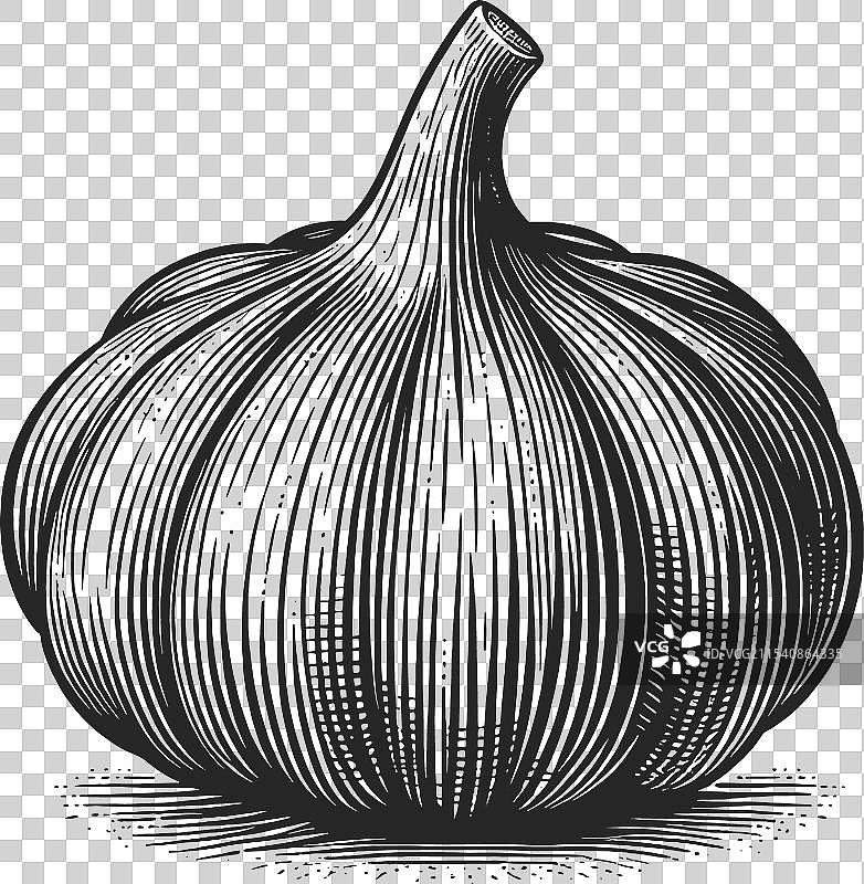 大蒜植物素描图片素材