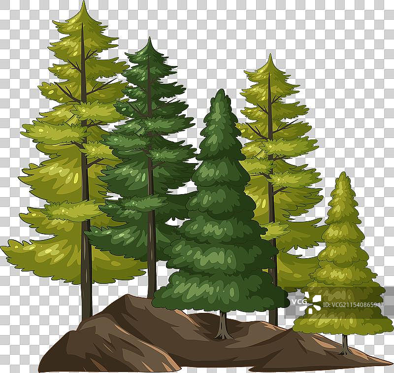 宁静森林环境中的五彩斑斓的树木图片素材