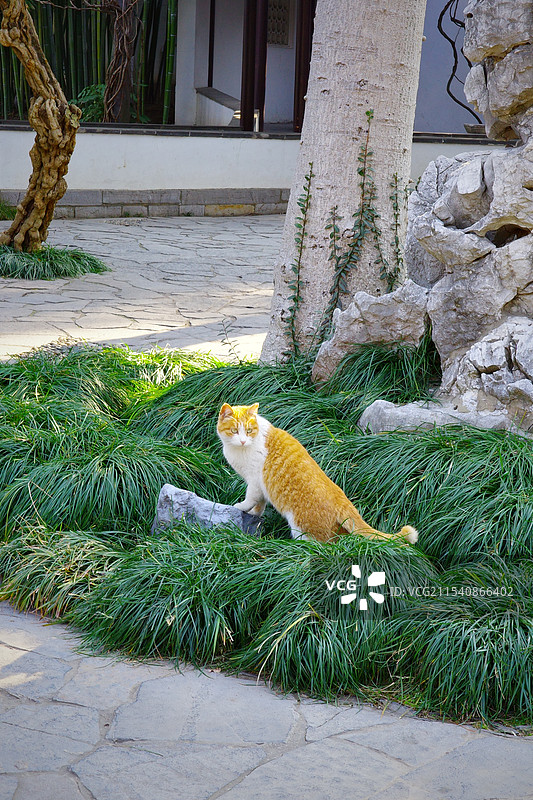 南京瞻园的猫咪们图片素材