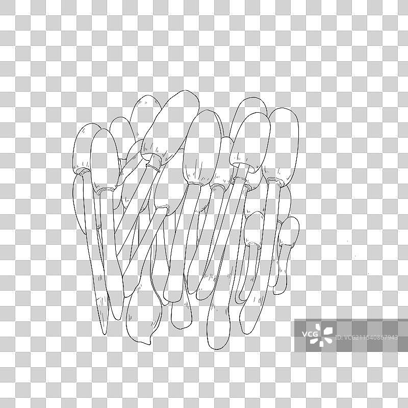 鸡腿菇图片素材