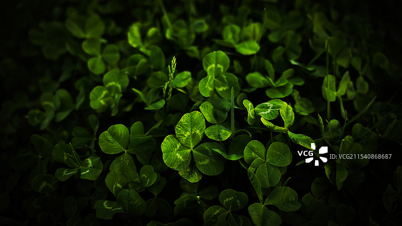 三叶草图片素材