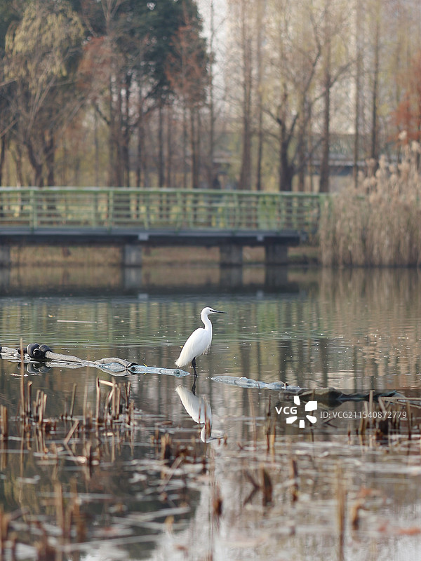 水中白鹭图片素材