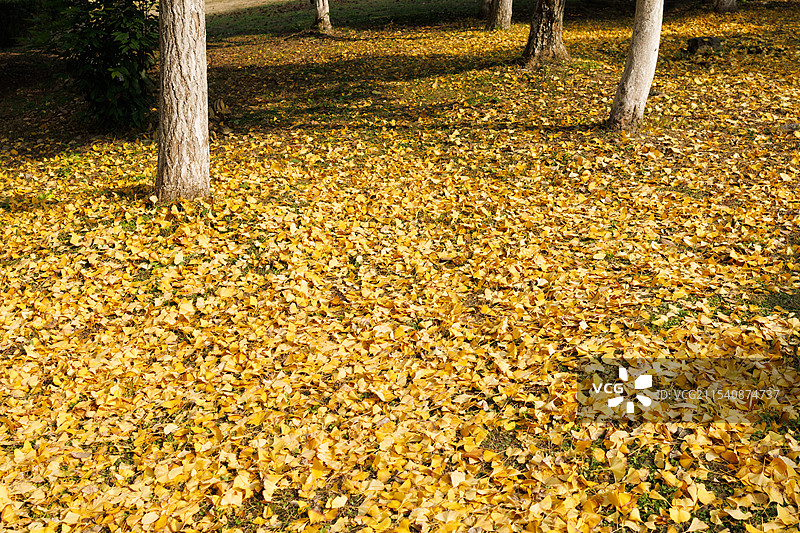 秋天霜降时节，金黄的银杏树叶铺满一地，金秋绚烂的秋叶，园艺植物自然美秋色风景图片素材