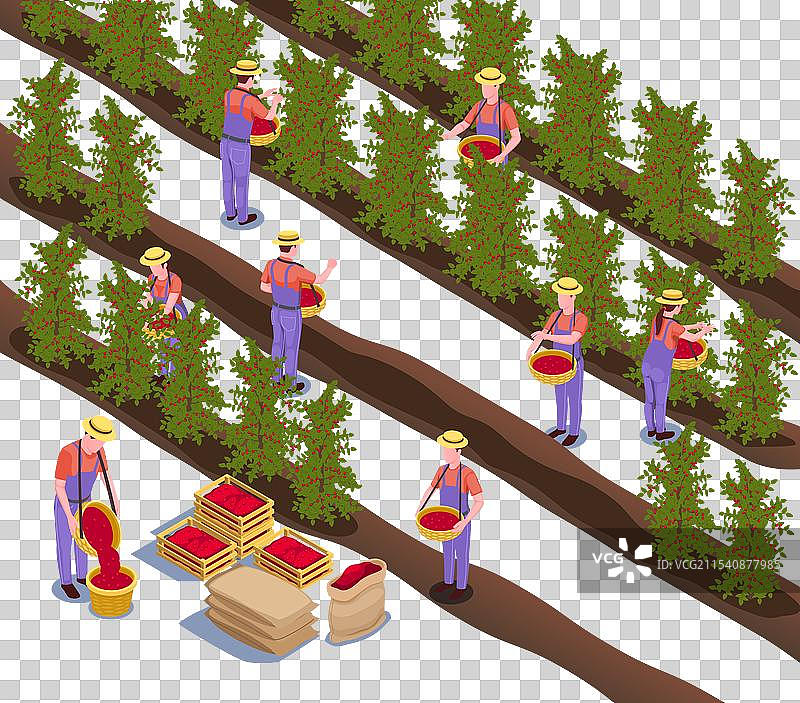 咖啡种植园等距构图图片素材