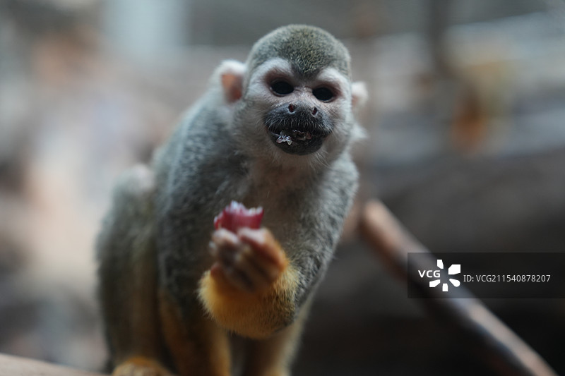 呆萌松鼠猴特写图片素材