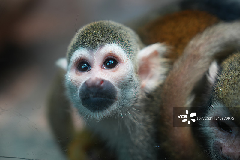 呆萌松鼠猴特写图片素材