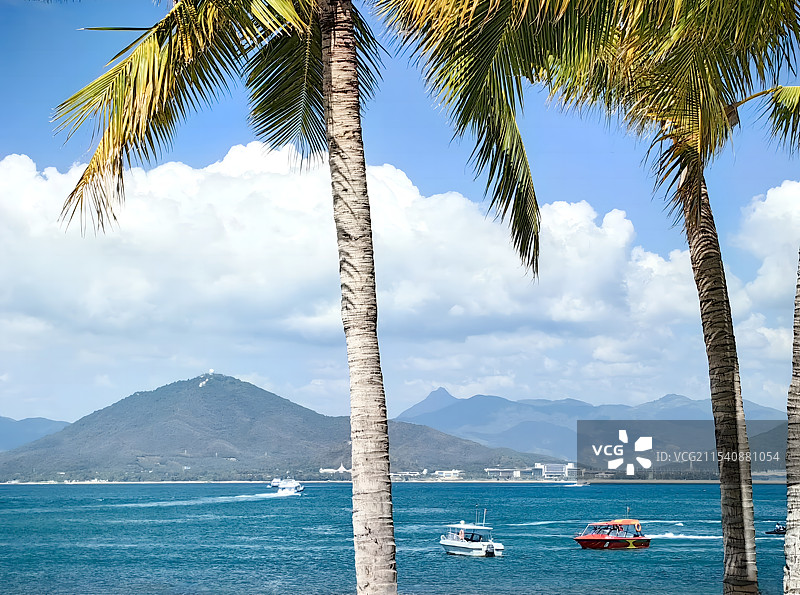 海边椰子树图片素材