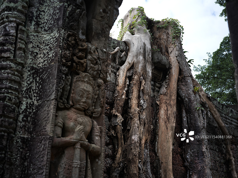 吴哥窟巨树图片素材
