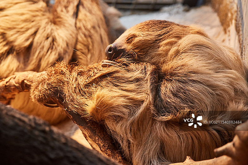 北京动物园的二趾树懒图片素材