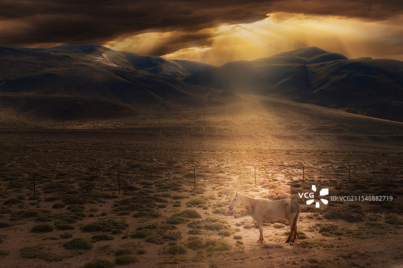 暮阳下的骏马图片素材