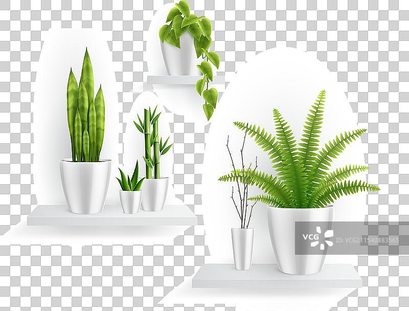 现实主义风格的花盆室内植物摆放在架子上图片素材