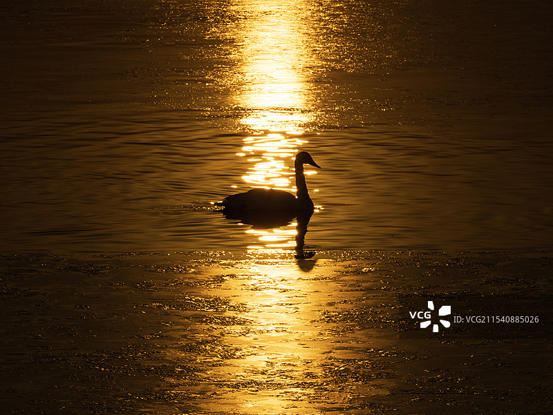 天鹅剪影图片素材