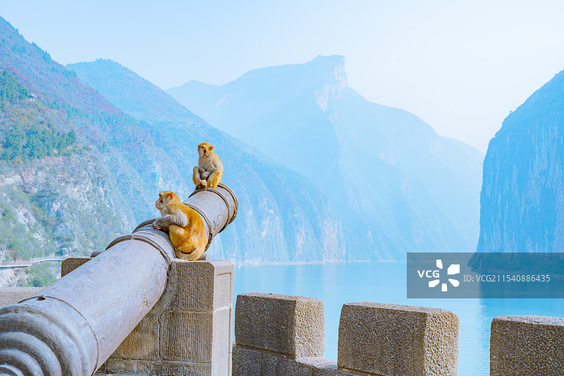 重庆奉节长江三峡之巅赤甲楼的野生猴子图片素材