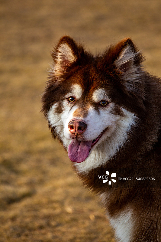 四川省绵阳市萌宠之狗图片素材