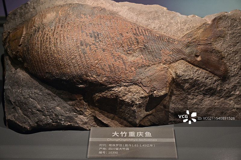 大竹重庆鱼古生物化石图片素材