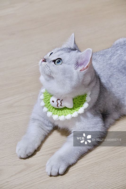 可爱的猫咪——多多图片素材