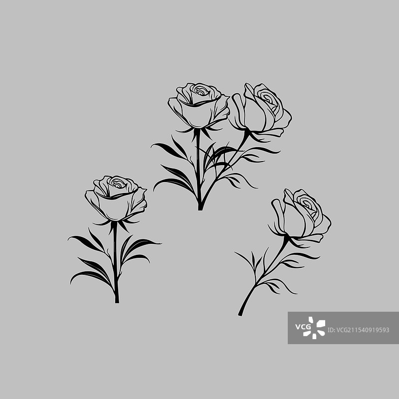 优雅的黑色玫瑰素描在灰色背景上图片素材