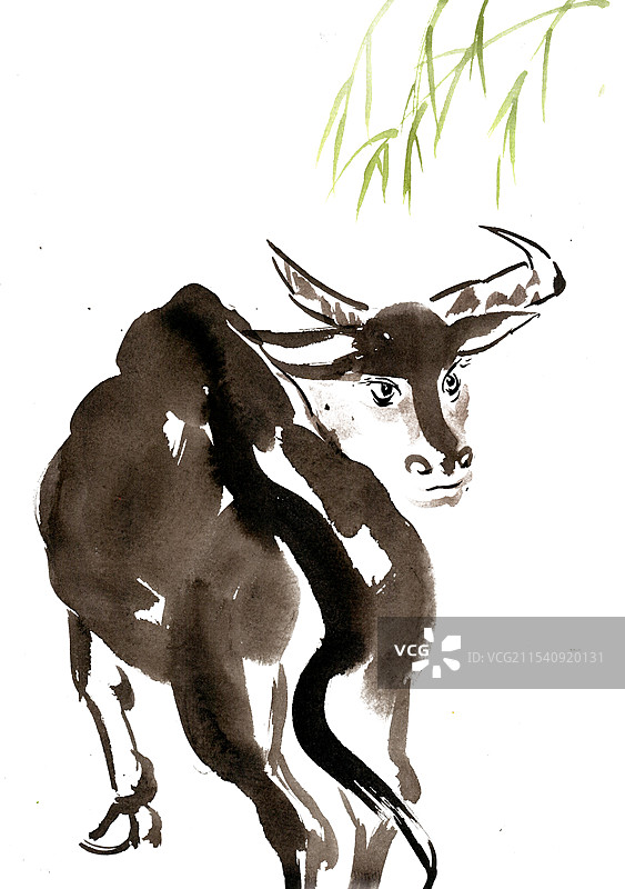 回头的牛图片素材