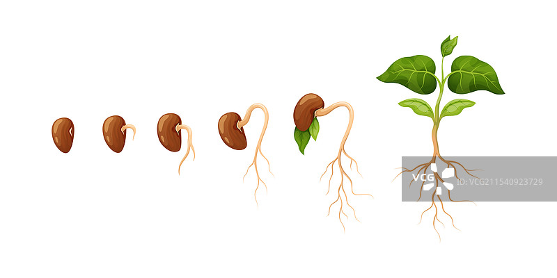植物幼苗根部豆种子子叶图片素材