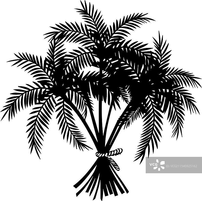 美丽的棕榈树叶剪影图片素材