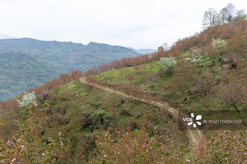 中国四川省成都市彭州三郎镇，春天春分时节，漫山遍野盛开的晚樱花风景，苗圃种植培育，乡村青山田园风光图片素材