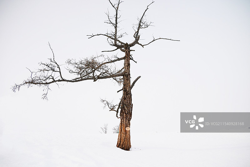 孤独的树图片素材