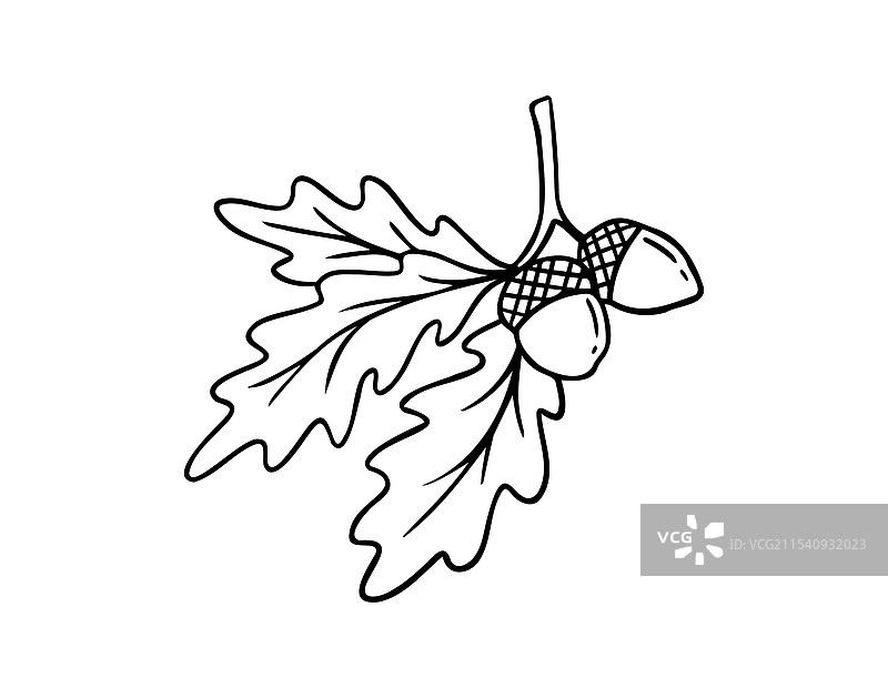 手绘涂鸦橡树叶子和橡果图标图片素材