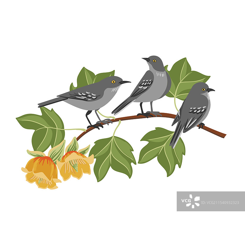 郁金香树的树枝素描图片素材