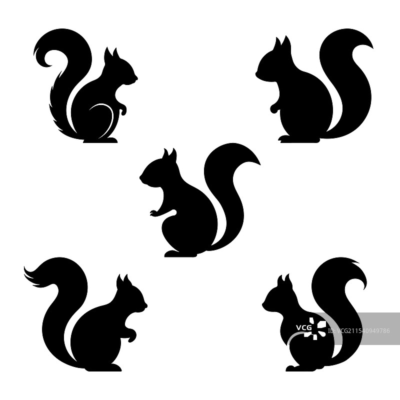 松鼠剪影，孤立在白色背景上图片素材