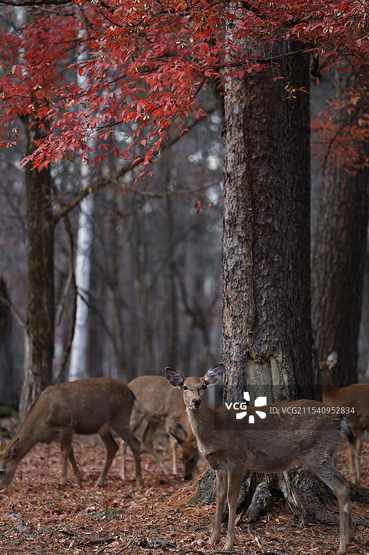 梅花鹿图片素材