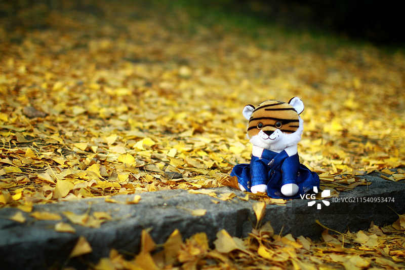 布偶小老虎图片素材