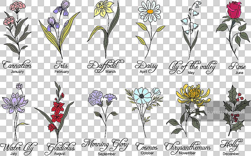 一组出生月份的花卉图片素材