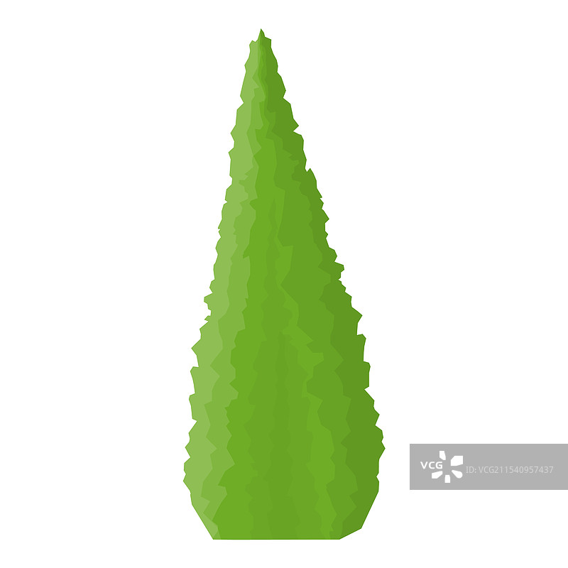 孤立在白色背景上的雪松树图片素材