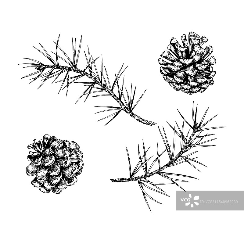 详细的手绘松树图片素材