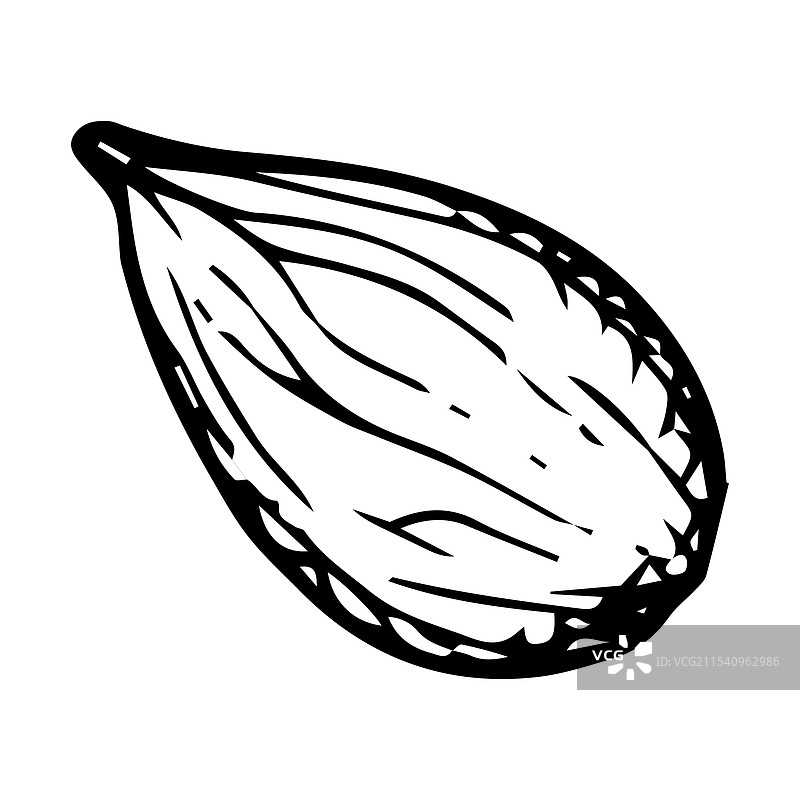 手绘的单颗豆蔻图片素材