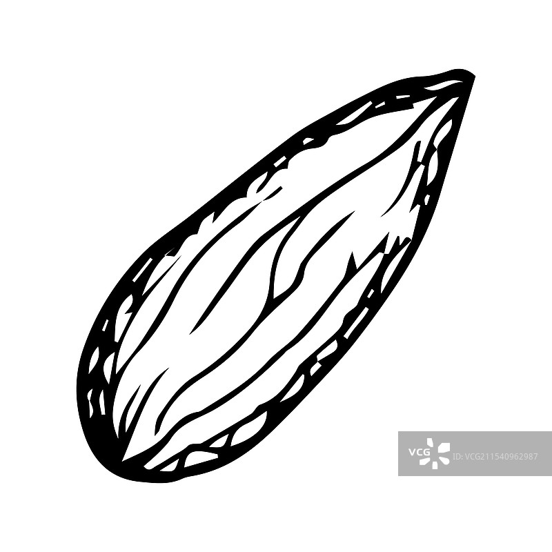 手绘的单个小豆蔻荚剪贴画图片素材