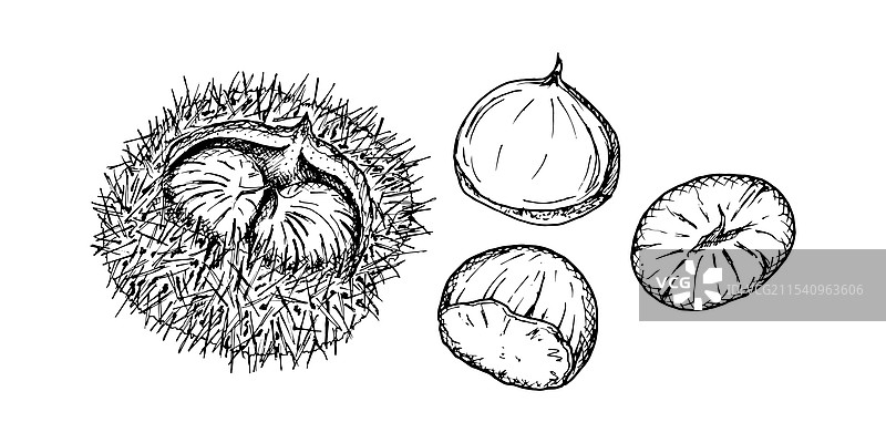 带刺外壳中的栗子，复杂的黑色和图片素材
