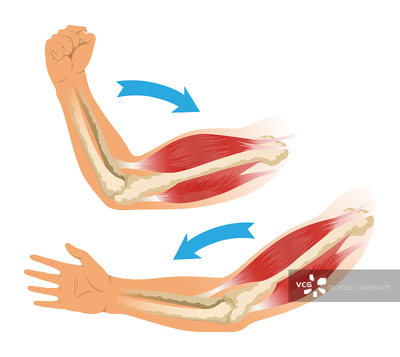 手臂肌肉二头肌与骨骼肌张力图片素材