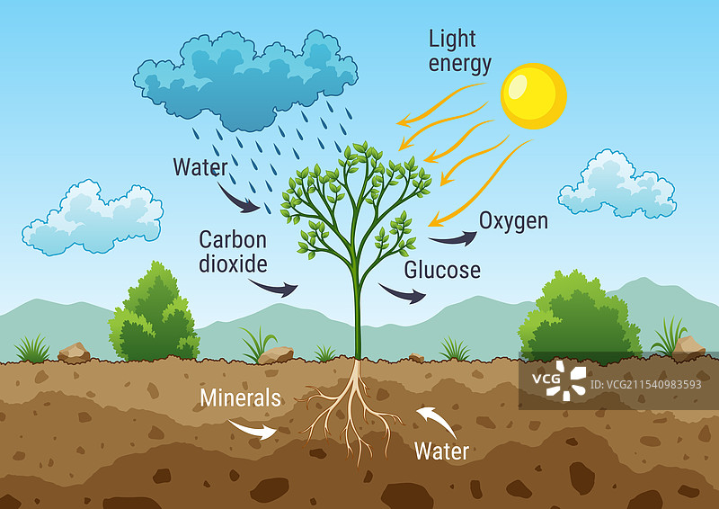 光合作用过程：树木利用光能产生氧气图片素材