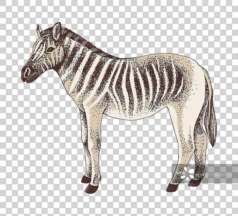 夸格马灭绝动物素描图片素材