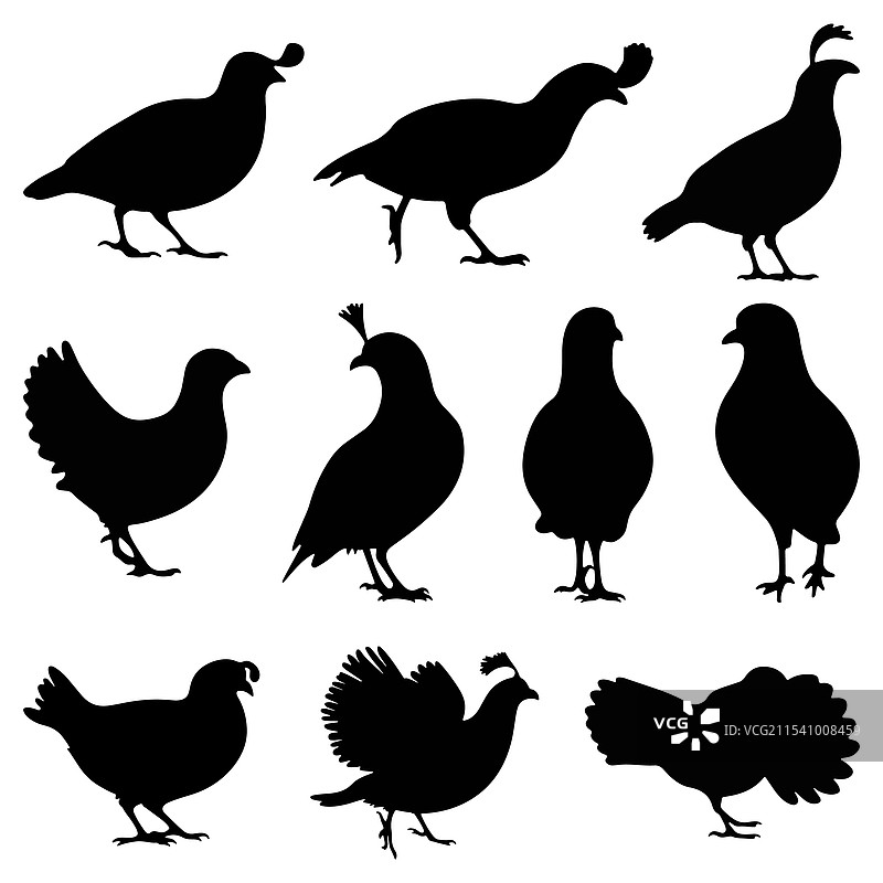 一组不同姿势的鹌鹑剪影图片素材