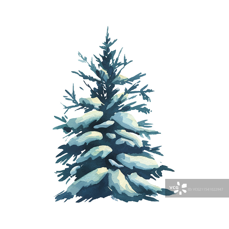 广枝常青冷杉树图片素材