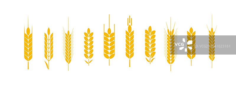 小麦、黑麦、耳朵、大麦、稻米谷物的标志图片素材
